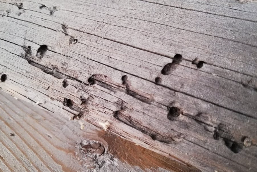 zhuk-koroed.png zhuk-koroed.png